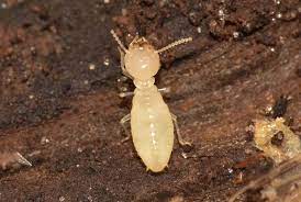 Potential Threat Posed by Worker Termites