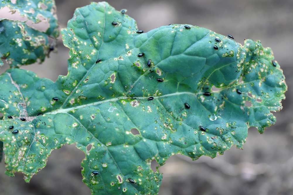 Flea beetle on cabbage leaf Flea beetle on cabbage leaf