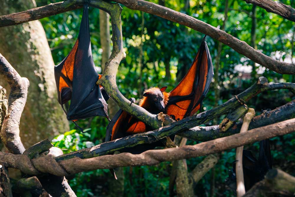 Fruit bat on Bali in Indone