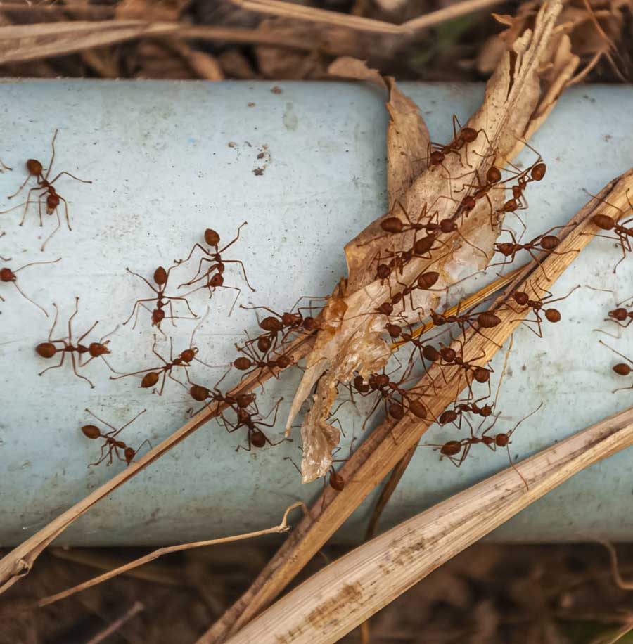 History of Ant Control