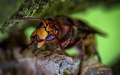 How to Get Rid of Wasp Nests in Roof Eaves – 7 Easy Steps