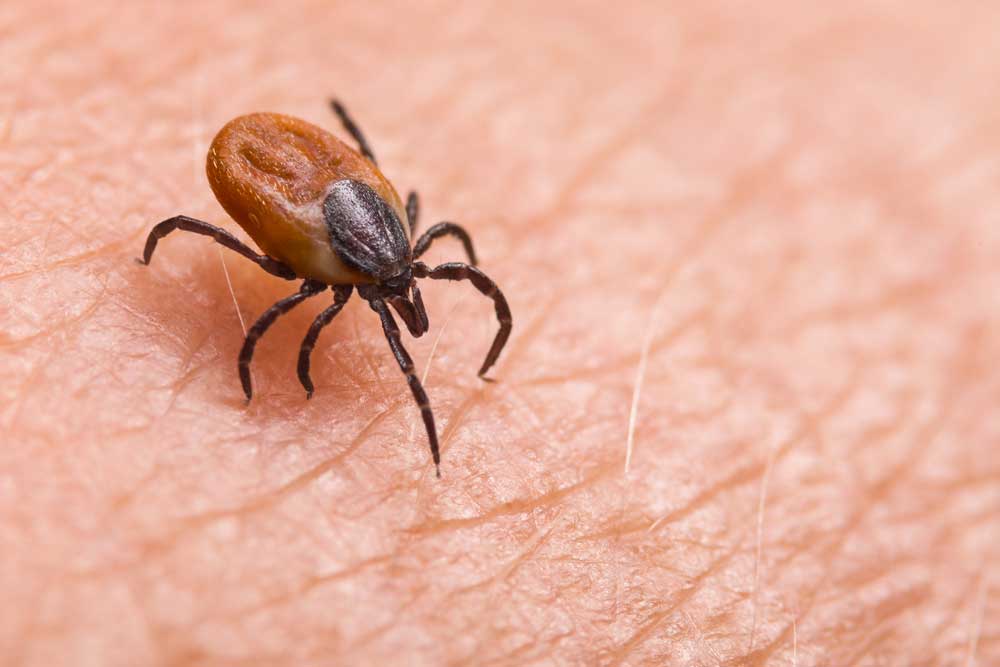 Infected female deer tick o