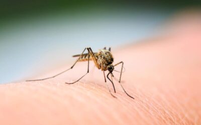 Killing a Mosquito While It’s Biting You – Preventing Mosquito Bites