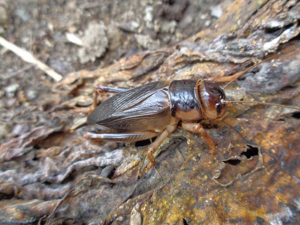 Large brown cricket in the