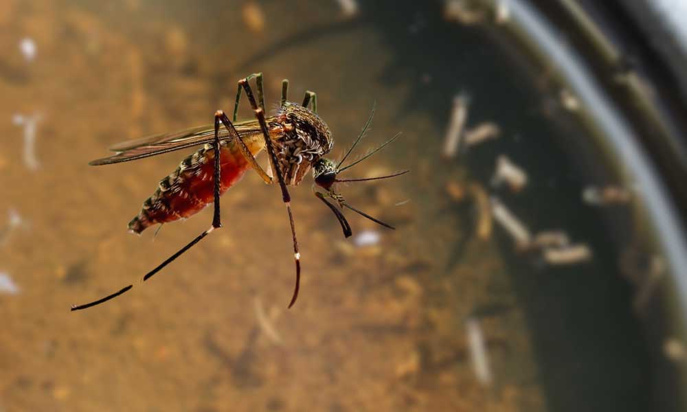 Mosquito in macro photo