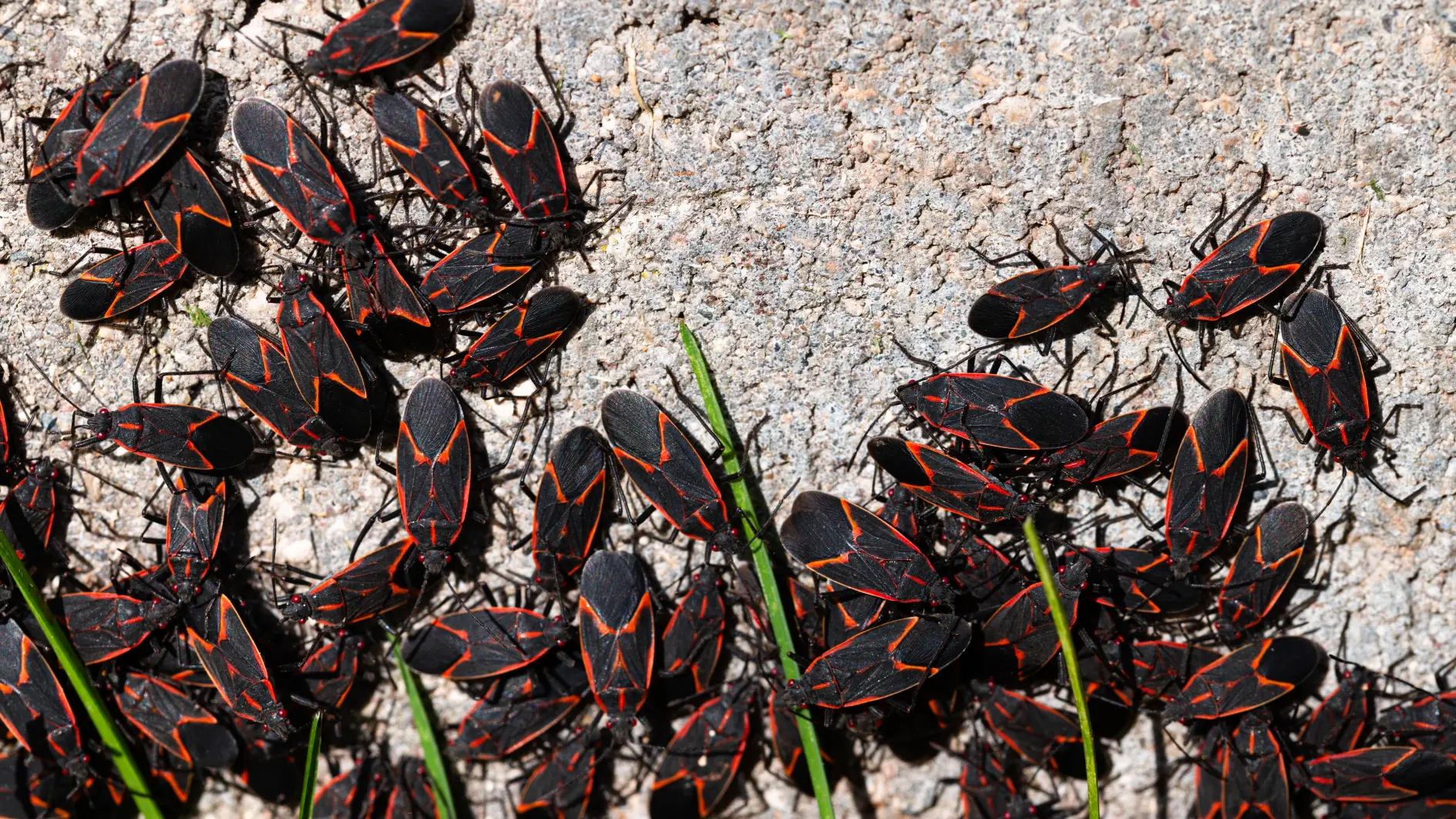 Boxelder bugs gathered outdoors, a common seasonal pest treated by RECON Pest Services.