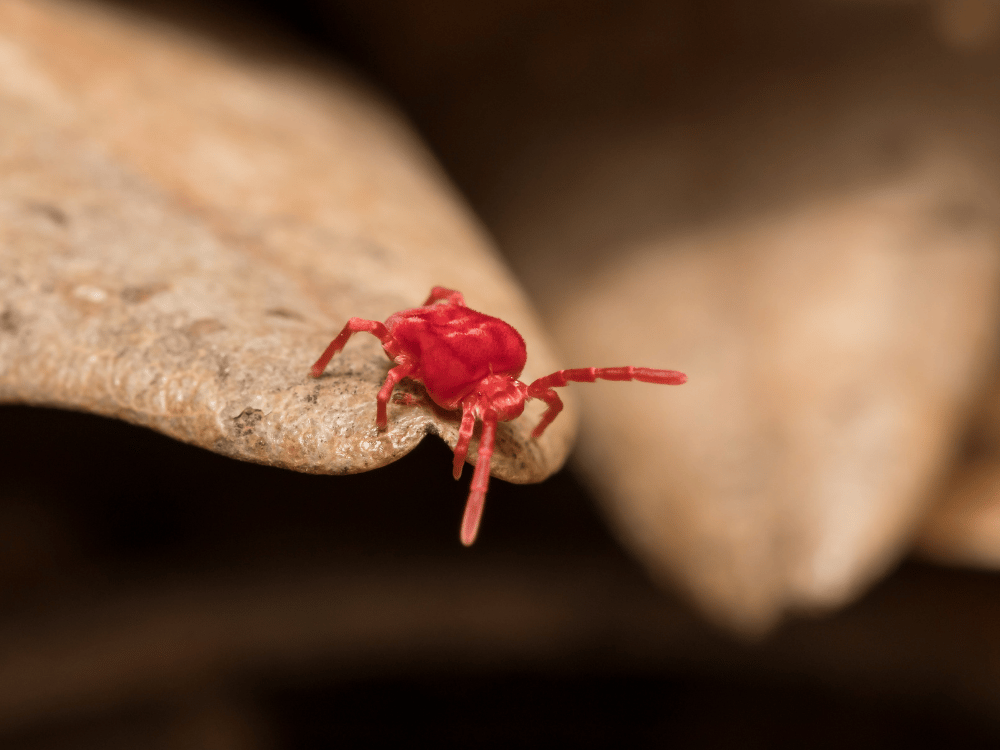 Close-up of a red clover mite representing clover mite pest control services from RECON Pest Services.