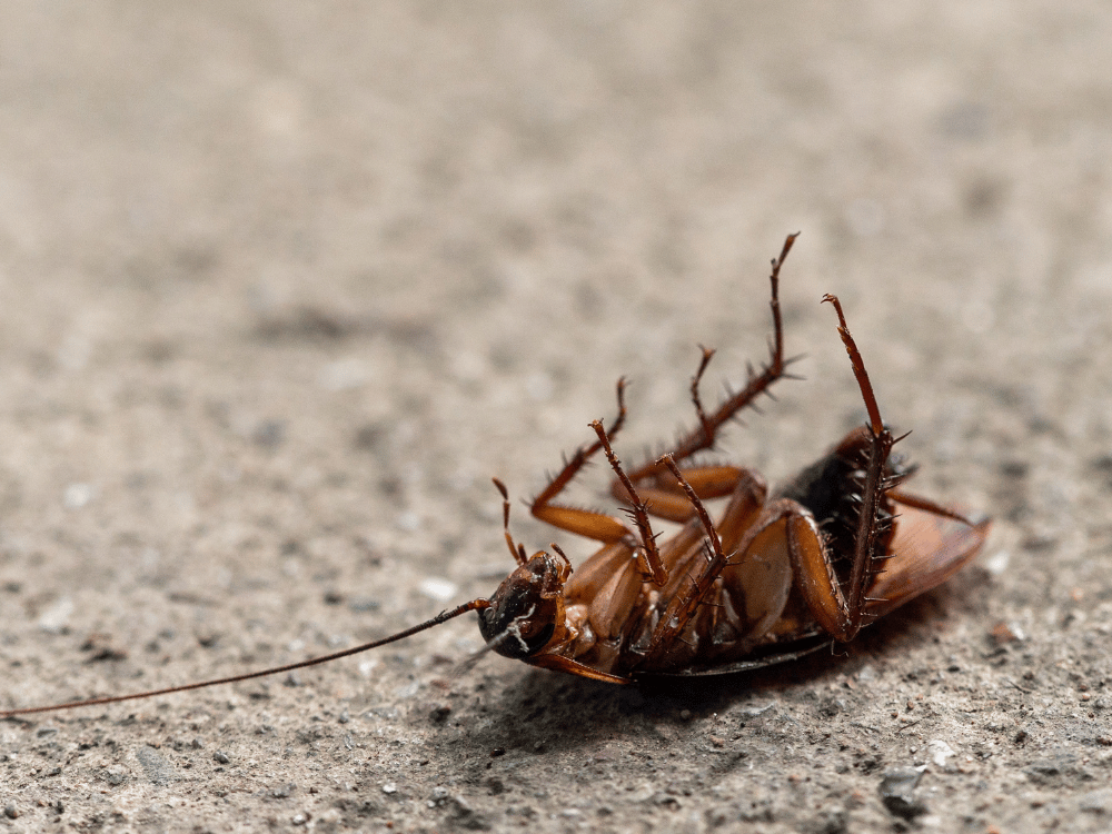 Dead cockroach on its back representing cockroach pest control services from RECON Pest Services.