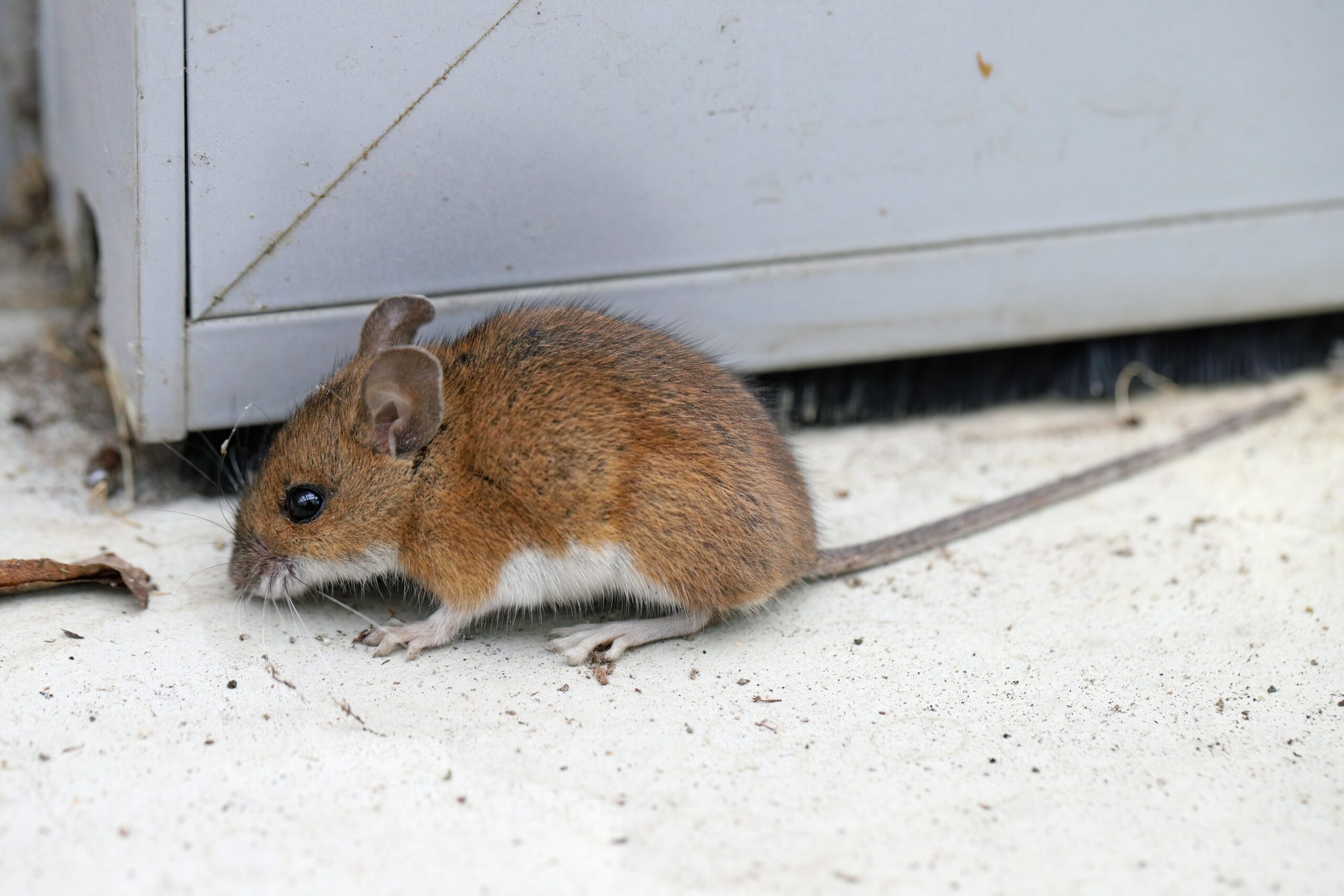 Mouse near an exterior doorway, highlighting common rodent entry points addressed by RECON Pest Services.