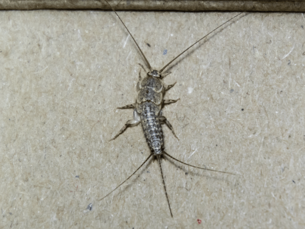 Close-up of a silverfish insect showing its elongated, silver-gray body, long antennae and three tail-like appendages.