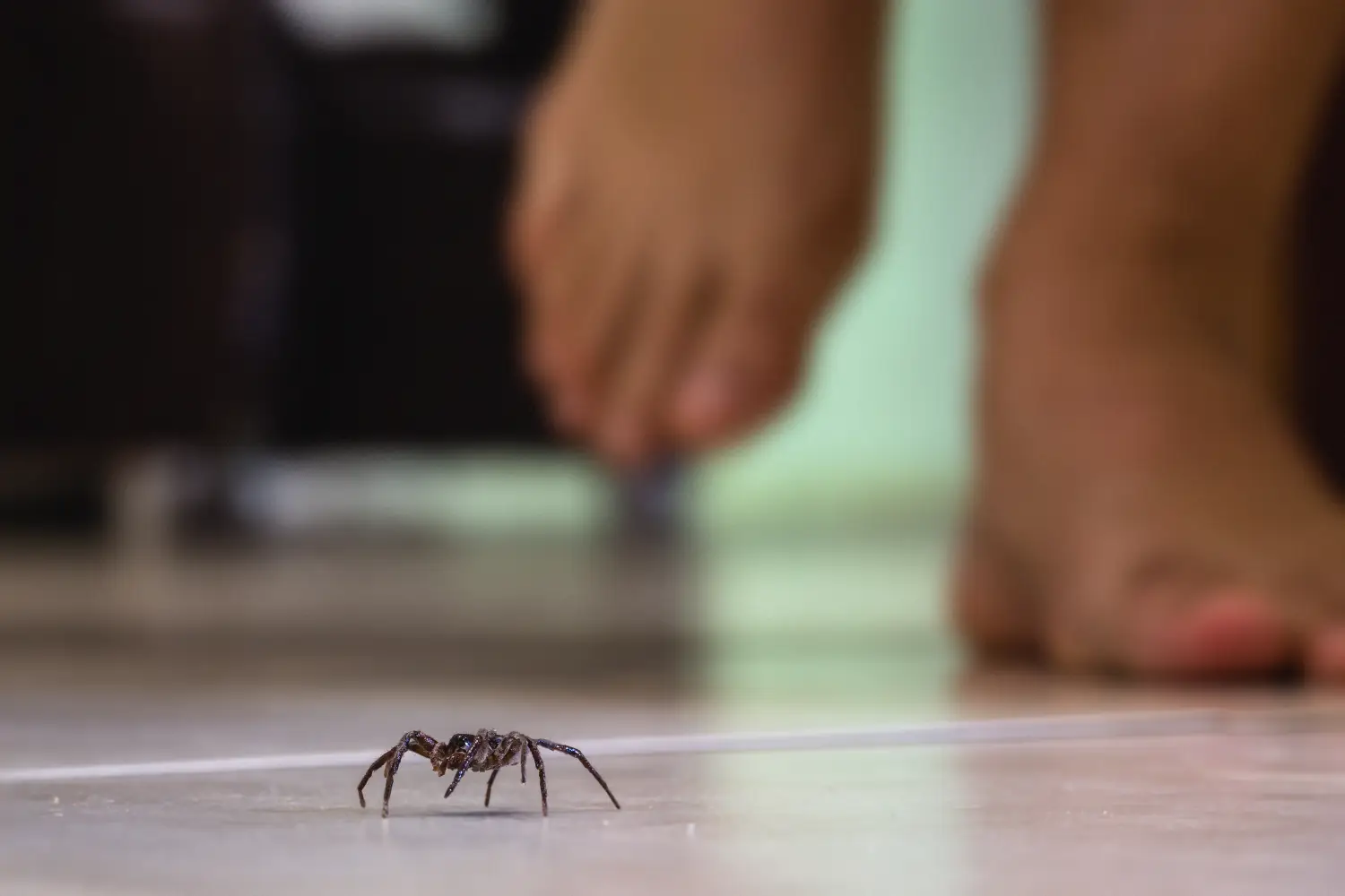 Spider crawling across a floor indoors, a common household pest treated by RECON Pest Services.