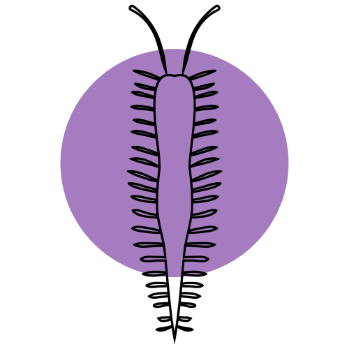 Silverfish 1