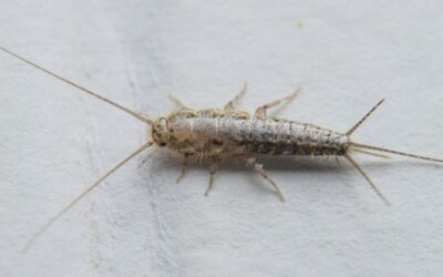 Blog 2 Can LED Lights Attract Silverfish? Find Out the Truth