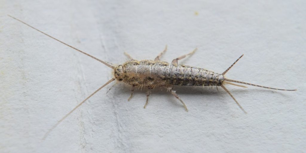 Silverfish 1024x514 1