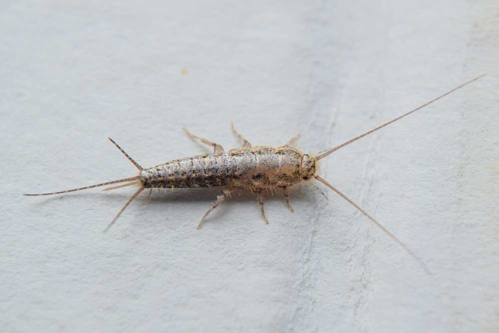 Silverfish on paper