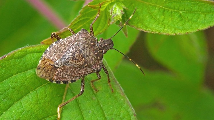 Stink Beetle