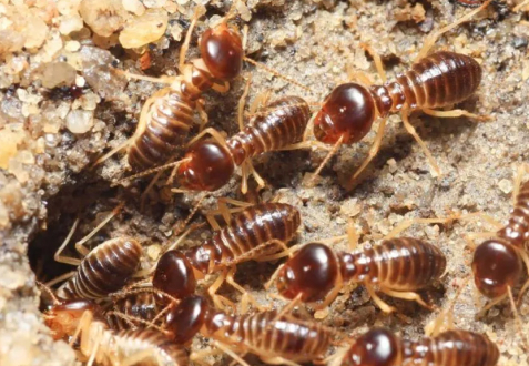 Termites