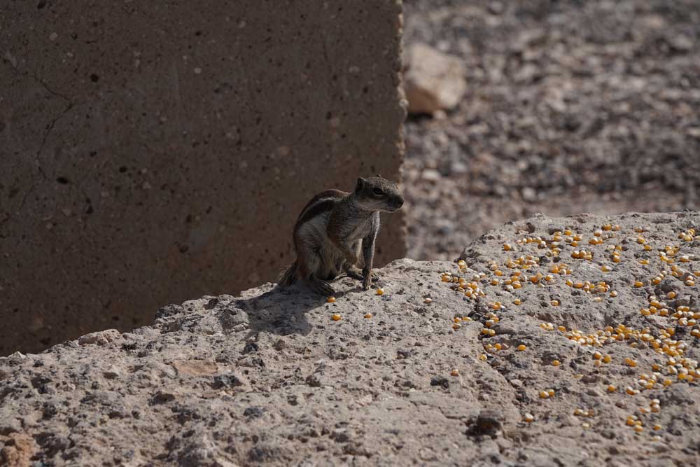 The rodent Atlantoxerus get