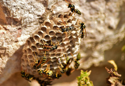 Wasps & Hornets