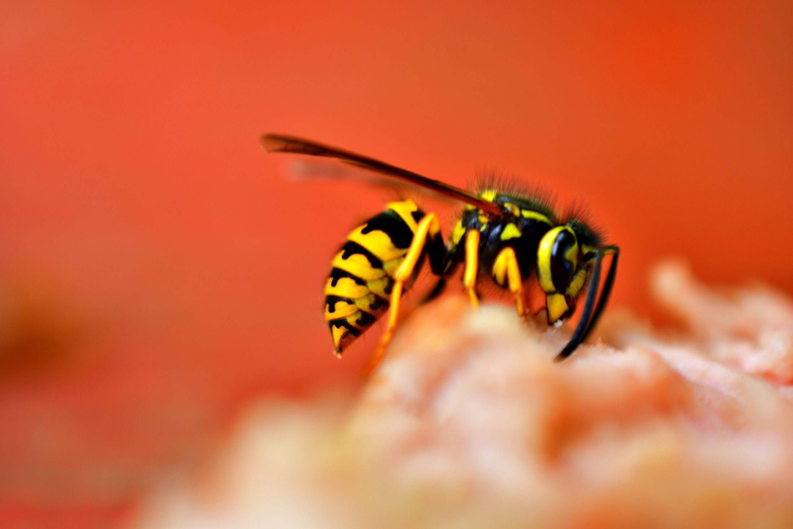 Wasps