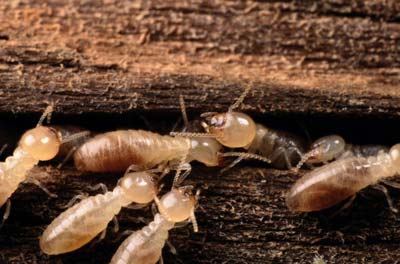 Worker Termite Identification