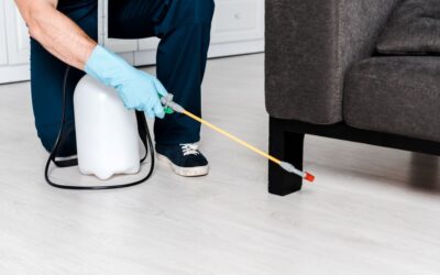 Exterminating Ants in Couches: Ant Pest Control