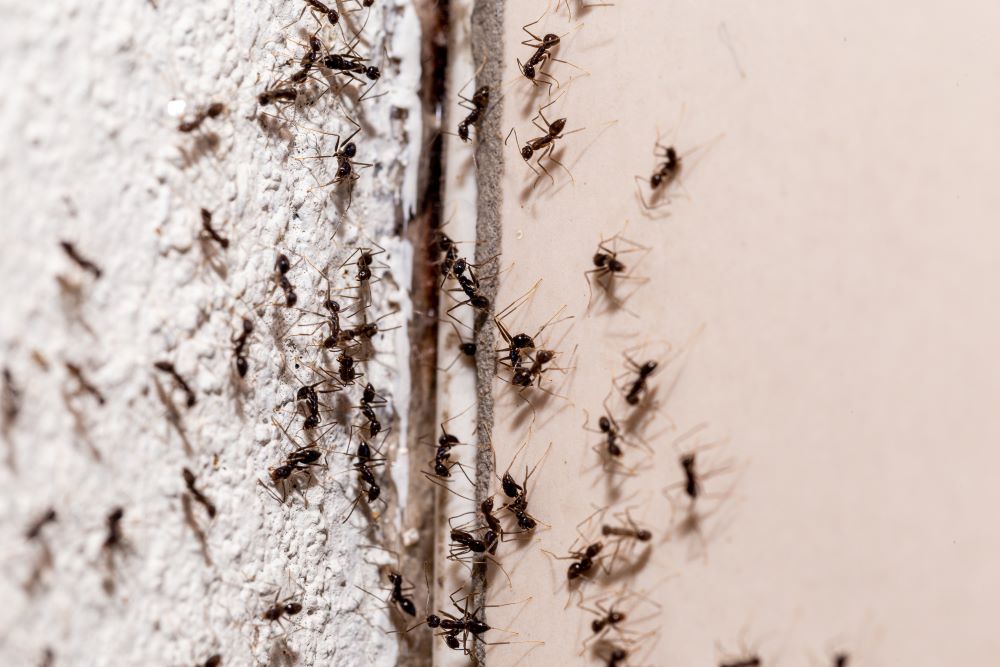 ants in walls