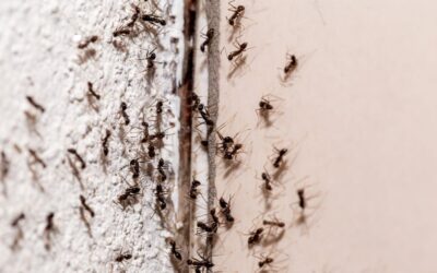 Say Goodbye to Bites: Natural Remedies for Ant Bites