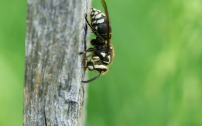 Size Does Matter: The Average Bald Faced Hornet Size