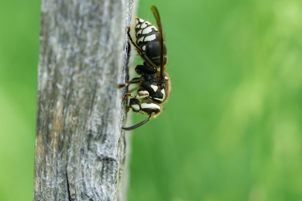 bald faced hornet size