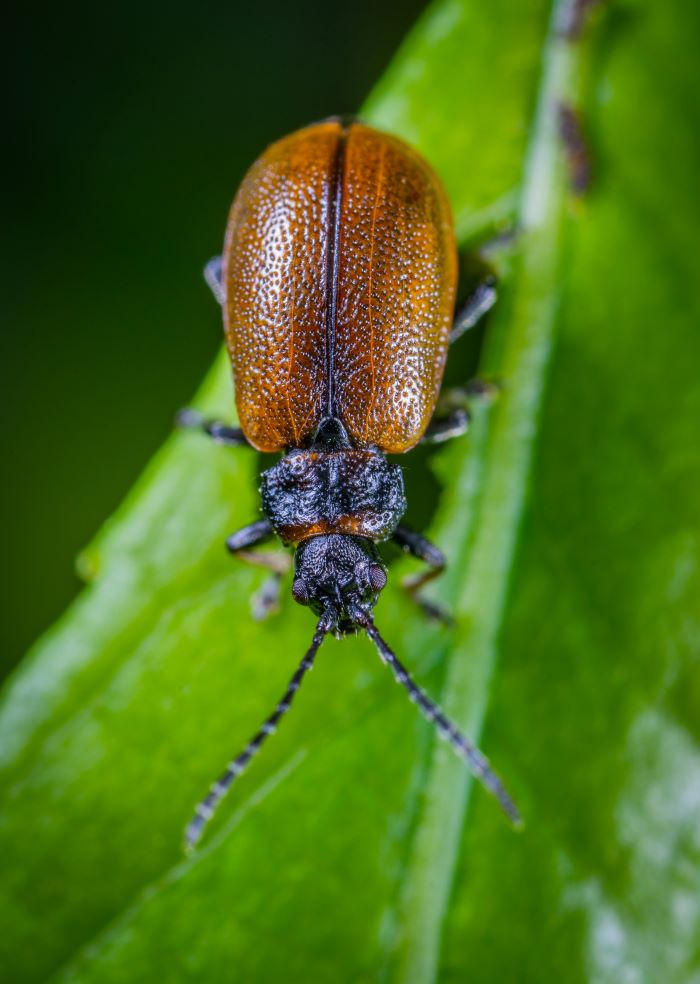 beelte bugs that look like roaches