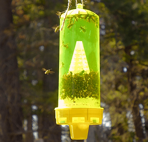 Best Wasp Trap hanging from a tree, best wasp traps in Douglas and Lincoln County, Nebraska