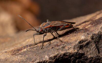 Blog 4 Do Boxelder Bugs Bite? – Pest Fact or Fiction
