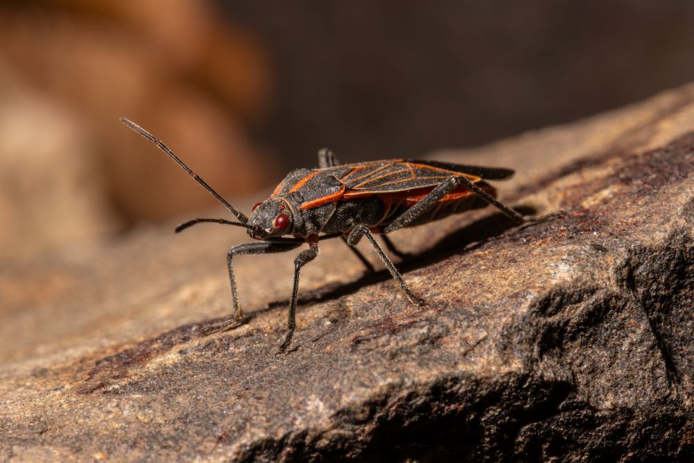 boxelder bugs