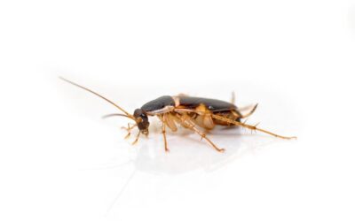 Brown Banded Cockroach Nymphs – Identifying a Dangerous Pest