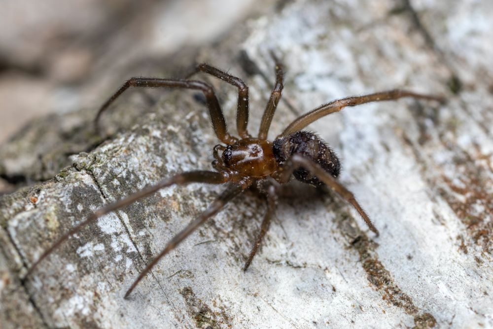 brown spiders in house