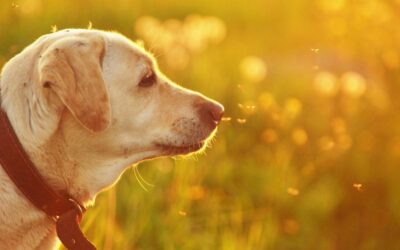 Can Mosquitoes Bite Dogs? – 5 Proven Ways to Protect Your Dog From Mosquitos