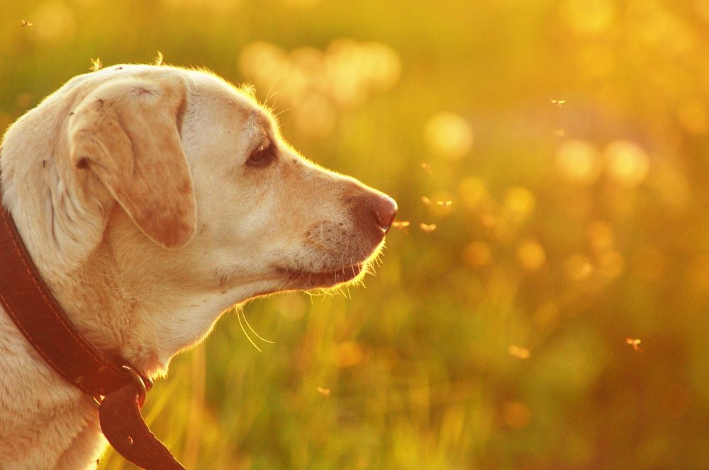 can mosquitoes bite dogs