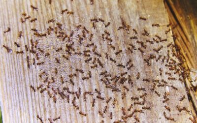 Identifying a Carpenter Ant Infestation