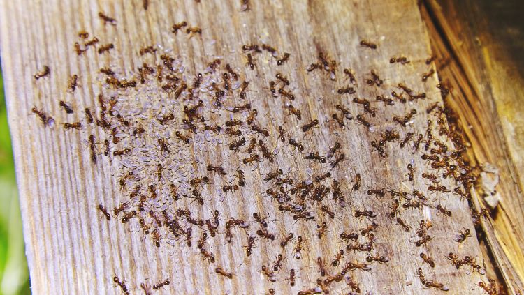 carpenter ants