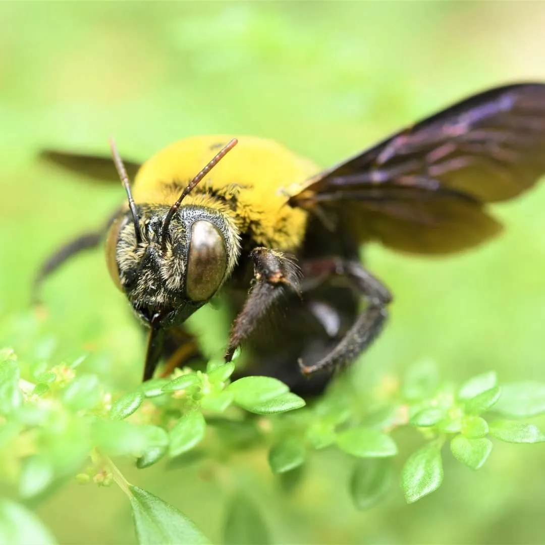 carpenter bee 1920w