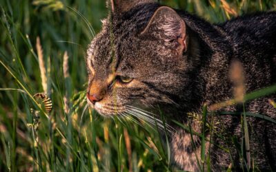 Wasp Stings in Cats: Everything You Need to Know