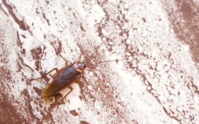 What Does Cockroach Poop Look Like? – Eliminate Disgusting Pests