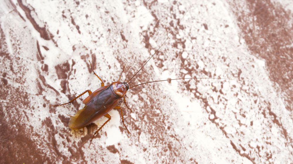 cockroach poop
