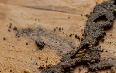 DIY Termite Treatment Vs. Professional Pest Control in Douglas & Lincoln County