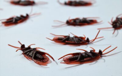 Cockroaches in Nebraska – Cockroach Pest Control