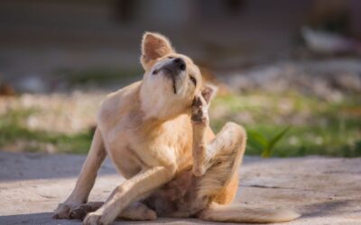 Does Heat Kill Fleas? Unraveling the Truth