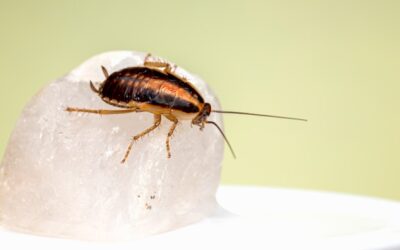 Cricket vs Roach: A Primer in Pest Identification