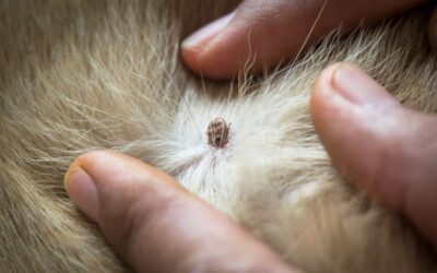 Hidden Enemies: Flea Eggs on Cats and How to Combat Them