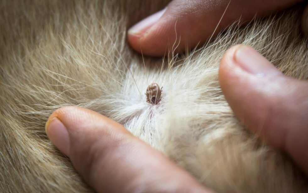 Picture of Hidden Enemies: Flea Eggs On Cats And How To Combat Them - RECON Pest ...